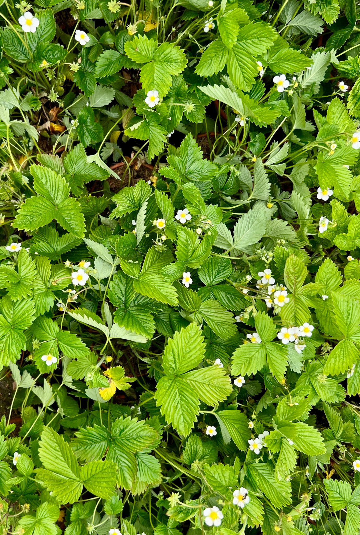 Small white Strawberry flowers amongst leaves.