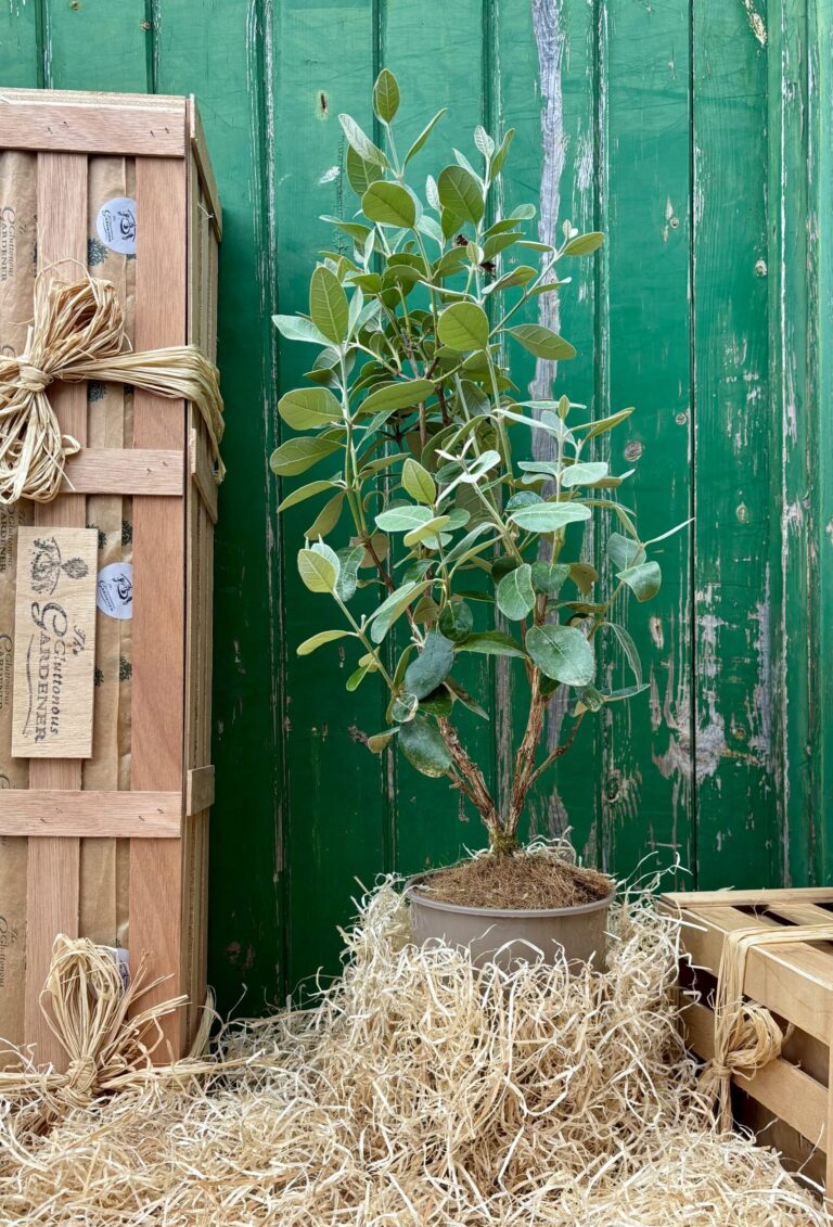 The tropical Feijoa tree is a beautiful evergreen plant gift. It bears pink-centred flowers & fruit that tastes of fruit salad!. Free next day delivery