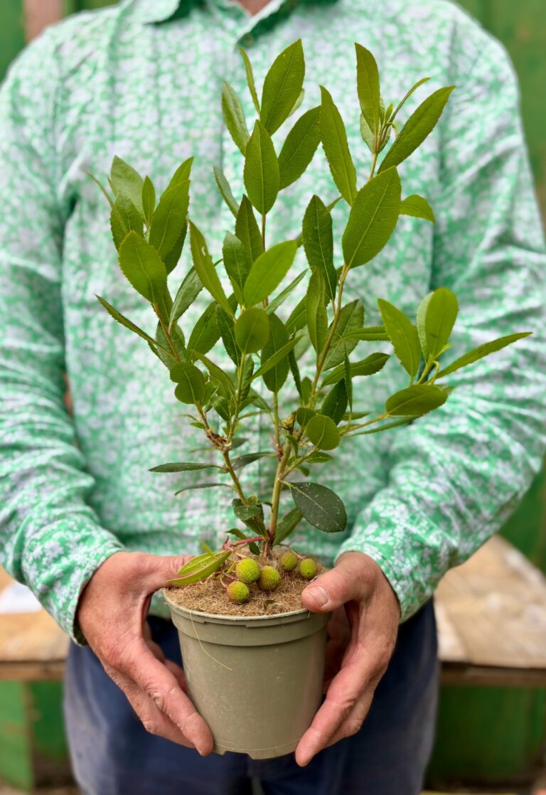The evergreen strawberry tree makes a wonderful fruit tree gift, boasting lily-like blooms & crimson fruits—perfect for adventurous plant lovers. Order now!