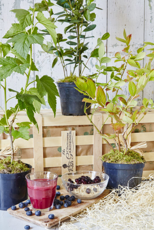 A blueberry plant, a blackcurrant plant and an Aronia plant in moss covered plastic pots with a large wooden gift crate, a wooden board carrying a glass of a red berry smoothie, surrounded by blueberries and a glass bowl filled with oat flakes and black berries. A pile of wood wool next to the ensemble.