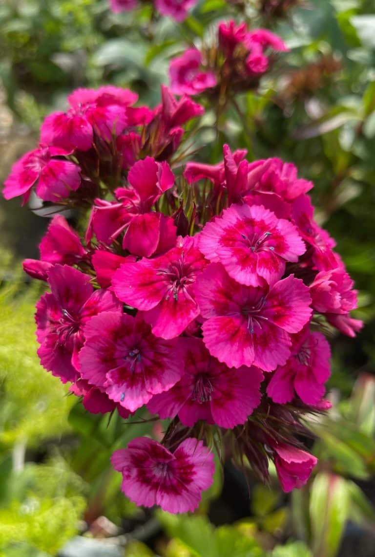 Close up of multiple vibrant hot pink Sweet William flowers growing in the sunshine. Green foliage in the background.