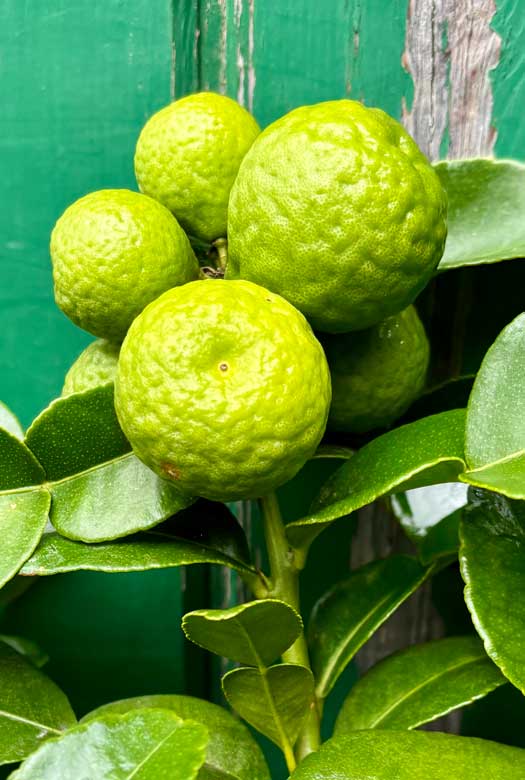 thai lime fruit