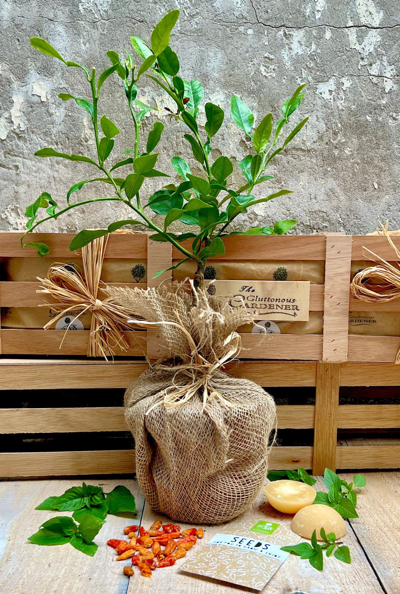 Potted Thai Chef plant wrapped in burlap and twine with seed packet and ingredients in front of two wooden crates.