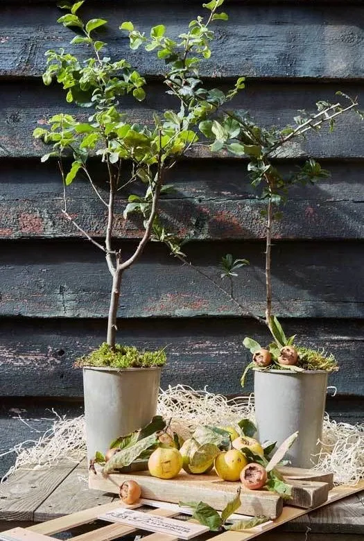 A quince tree in a plastic pot and a medlar tree in a plastic pot next to each other on a wooden table with wood wool and some fresh quince fruit with green leaves and medlar fruit on a wooden board placed underneath a lid of a wooden gift crate.