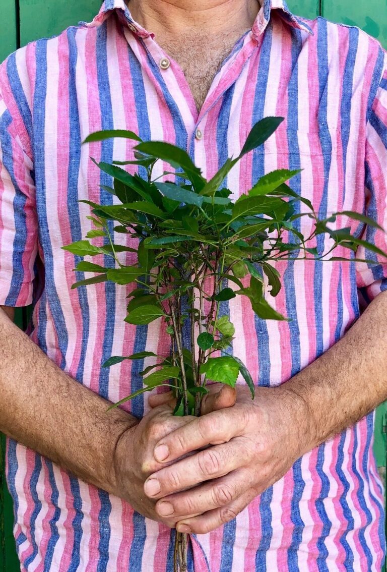 A cherry plum tree with a rich green leafy crown and a jar of Plum & Chili chutney held by a human.
