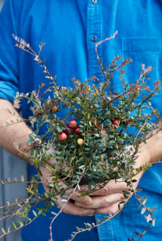 The crown of a cranberry plant, carrying lush, shiny, ripe red cranberries and long fine dark green leaves, held by two hands of a person with a blue shirt.