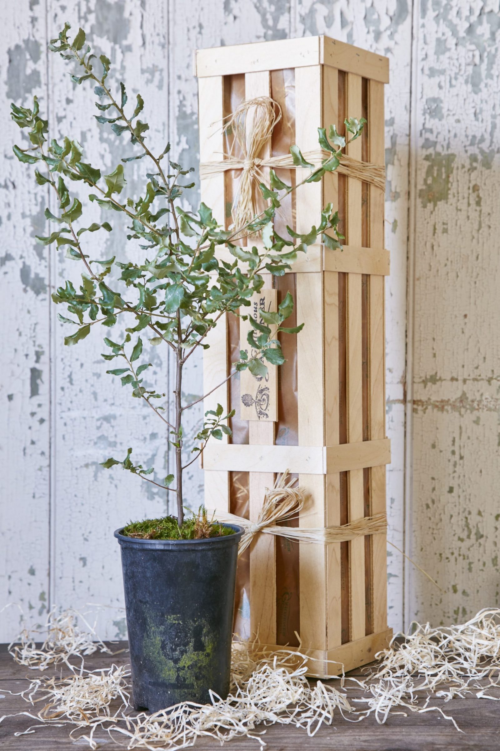 An evergreen oak tree in a plastic pot next to an upright standing wooden gift crate, some wood wool sprinkled around it.