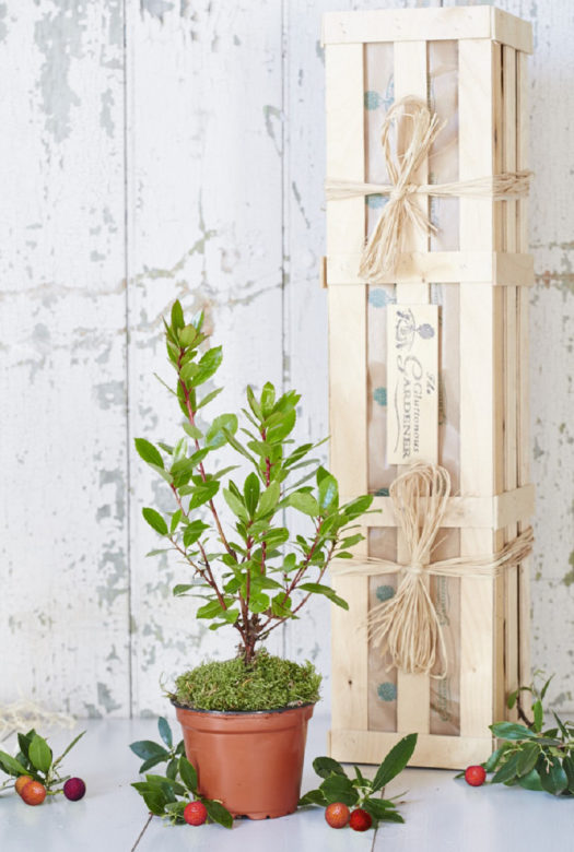 A small evergreen strawberry bush in a plastic pot with a small twigs of red strawberry fruits spread around and a wooden upright standing gif crate next to it.