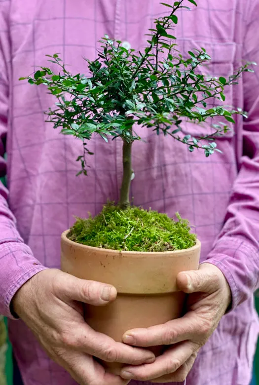 A strawberry guava plant in a terracotta plant pot covered with moss held by two hands of a person in a pink shirt