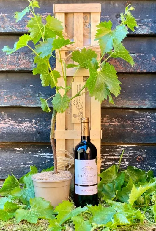 A wooden gift crate next to a healthy hardy red grape vine plant and a full sized bottle of a Red Bordeaux Wine, standing on a moss bed with green vine leaves