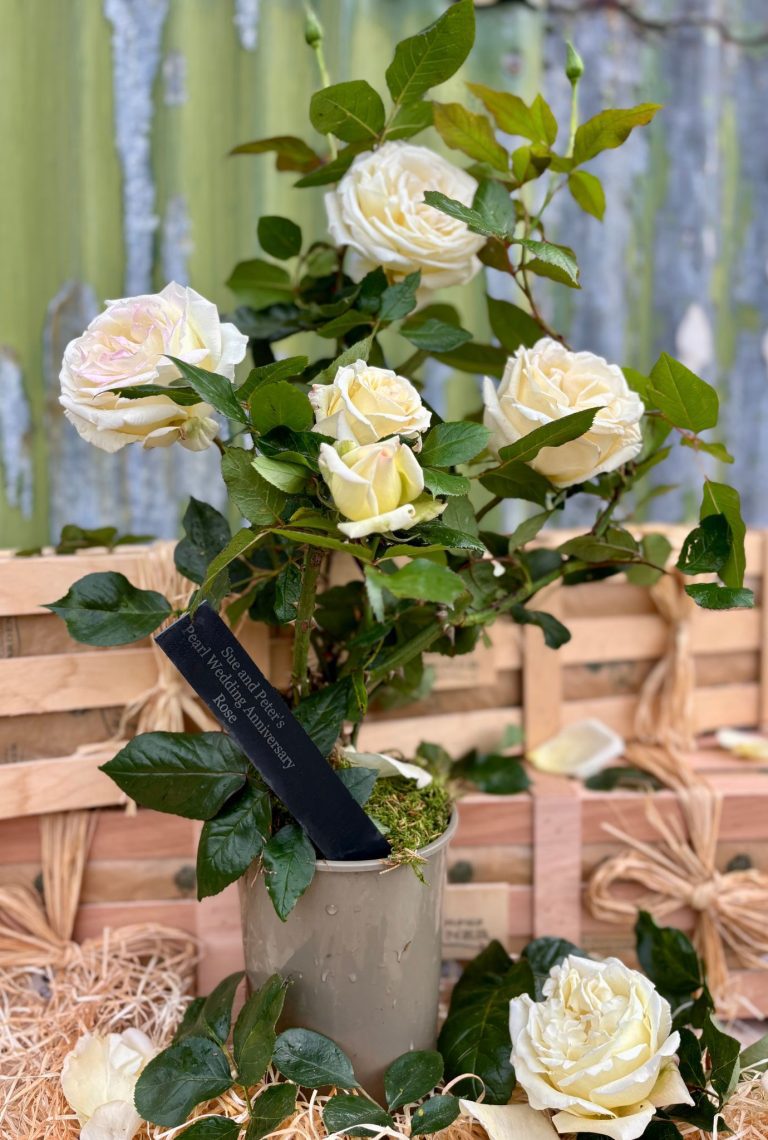 Honor this milestone with our stunning 30th wedding anniversary gift. Surprise the happy couple with a special rose bush that blooms every year!