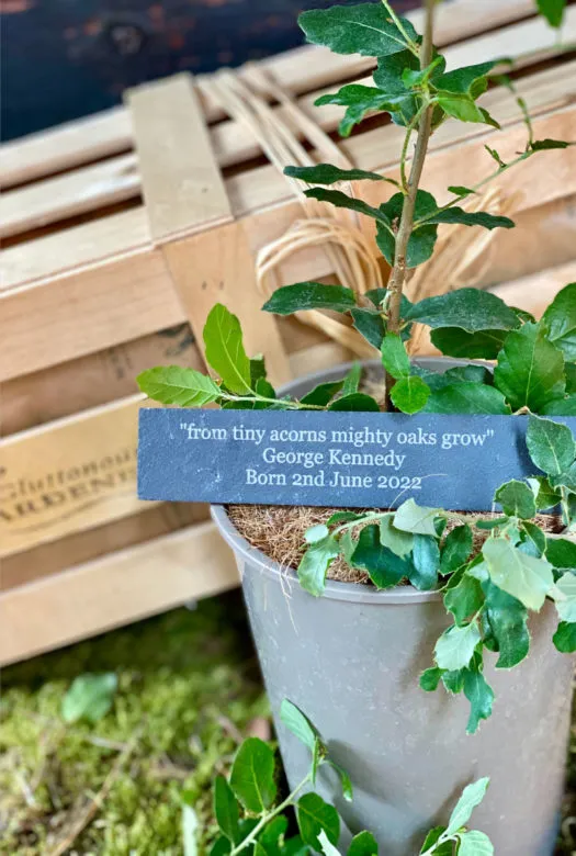 An Evergreen Oak Tree plant with a personalised slim slate engraved with 