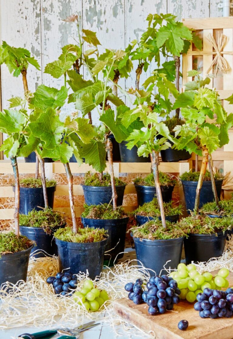 Multiple potted Vineyard plants with red and green grapes.