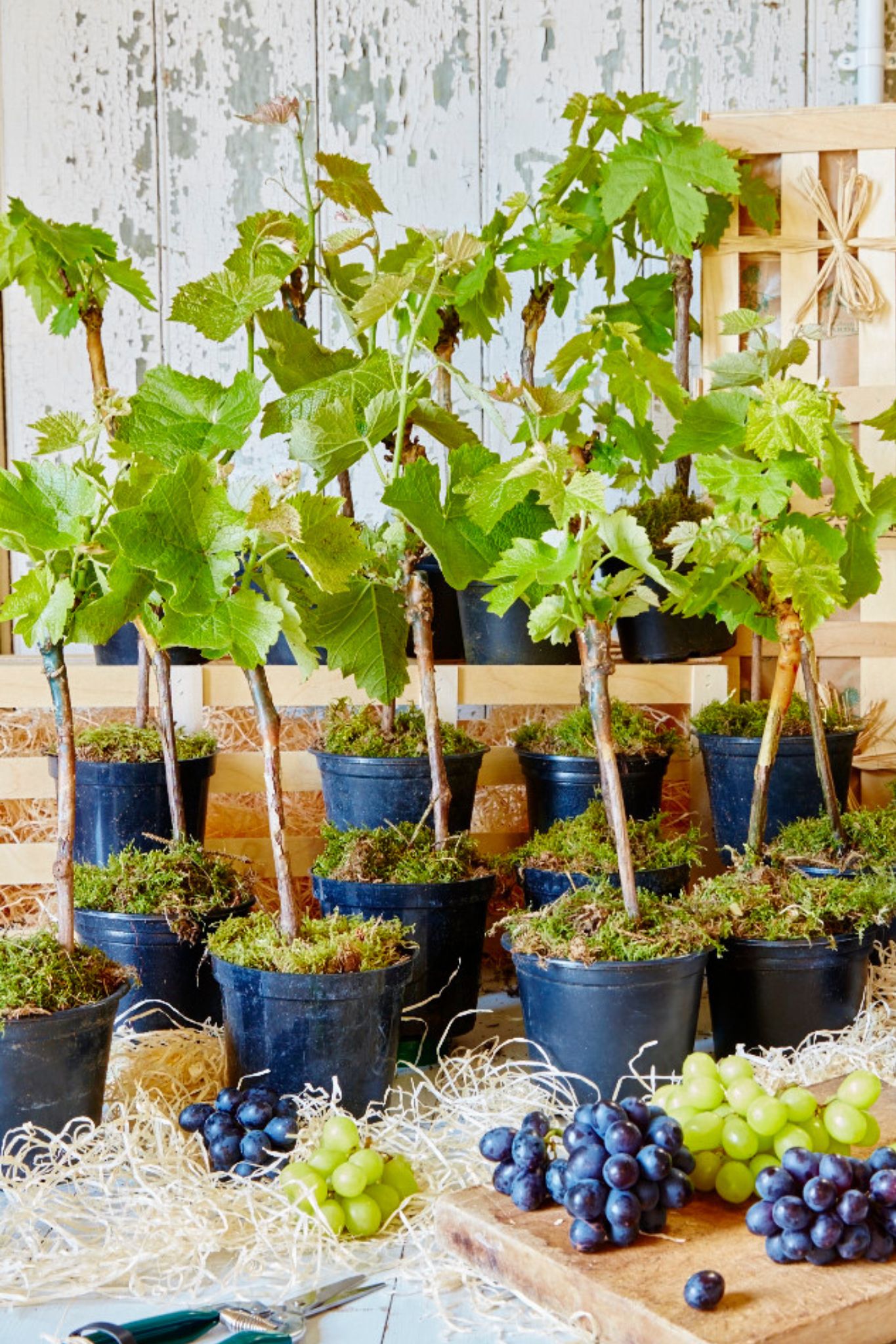 Multiple potted Vineyard plants with red and green grapes.