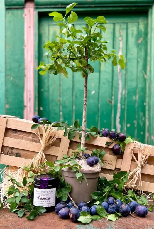 A healthy wild plum tree or damson tree in a plastic pot covered with twigs of a plum tree carrying fresh blue plum fruits and a jar of damson jam next to it, in front of a wooden gift crate and a small pile of wood wool.