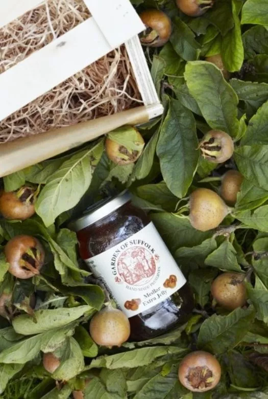 A jar of delectable rose-coloured medlar jelly nestled in a bed of fresh medlar fruits and medlar leafs and a half opened wooden gift crate that exposes the wood wool.