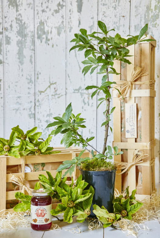 A young wild Medlar tree in a terracotta pot nestled in leafy Medlar fruits next to a jar of Medlar jelly, with wood wool spread across the floor and and two wooden gift crates in the background.