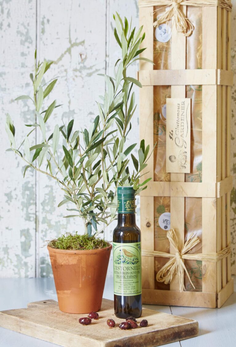 Young Olive tree in terracotta pot positioned on chopping board with a bottle of olive oil and a few black olives in front of wooden crate.