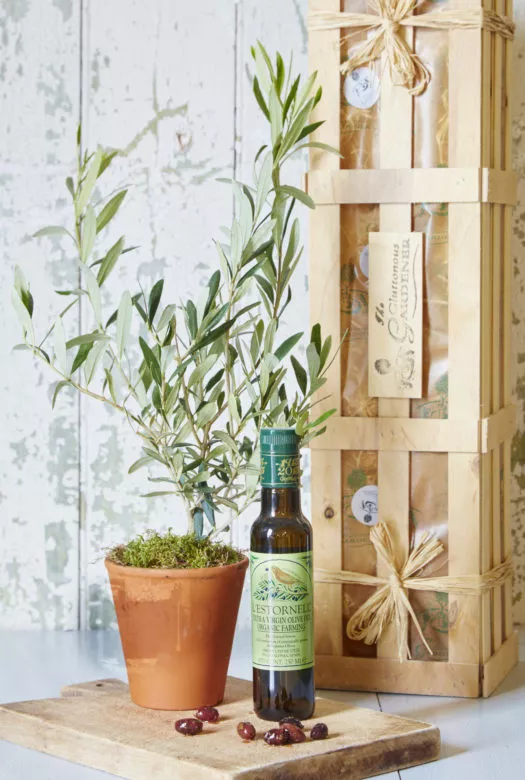 Young Olive tree in terracotta pot positioned on chopping board with a bottle of olive oil and a few black olives in front of wooden crate.