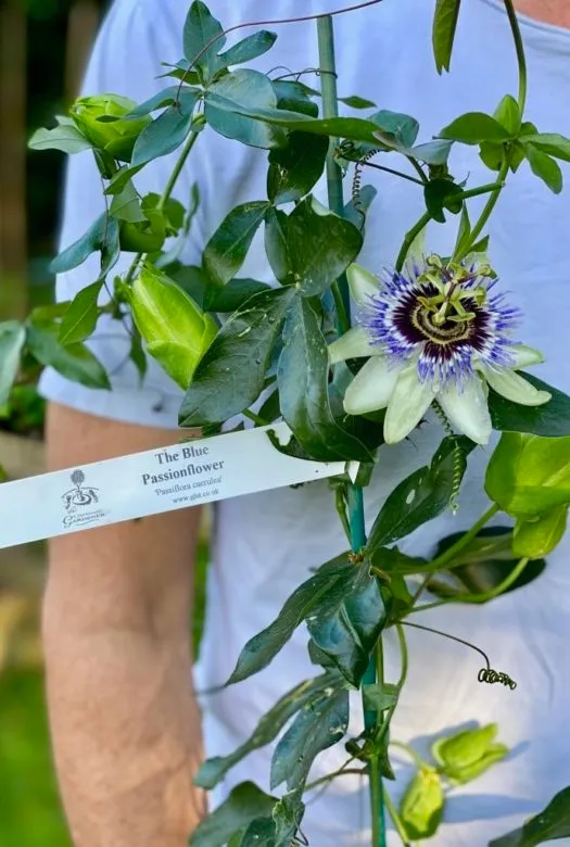 Close up of a passion flower plant, with fresh green leaves climbing on a green stick with a descriptive plant tag reading 