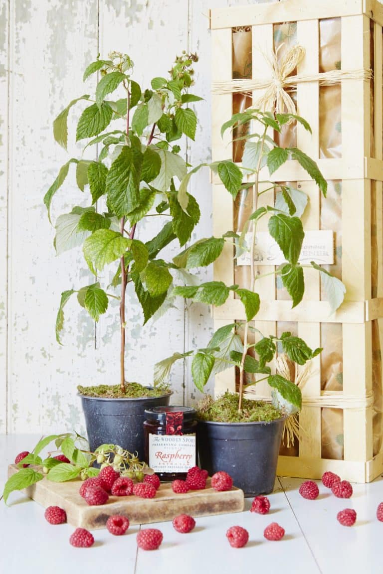 Two potted Raspberry plants sitting on a wooden chopping board with raspberries and a jar of raspberry jam. Wooden crate in the background.