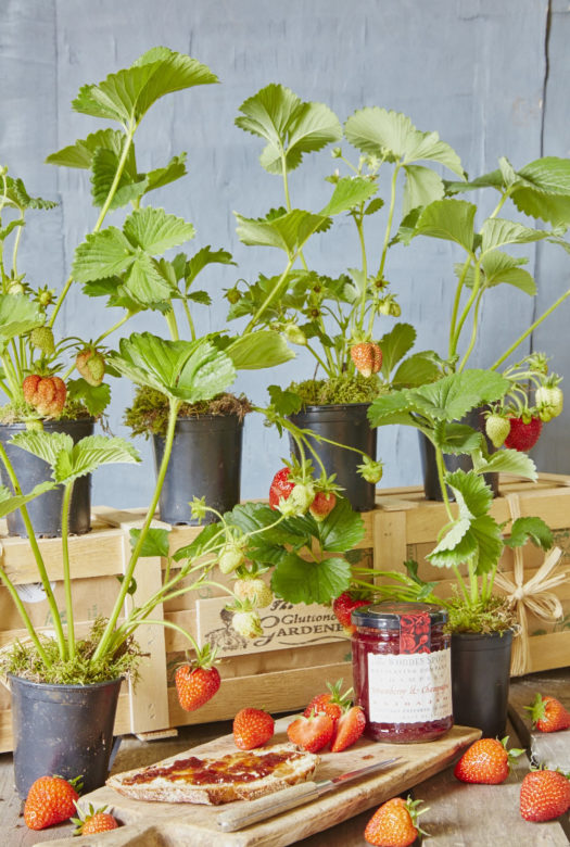 Six healthy green strawberry plants in plastic pots. partly placed on a wooden gift crate, partly placed on the floor next to a wooden board with a jar of strawberry jam and a slice of bread with strawberry jam spread across it and a small wooden knife next to it.