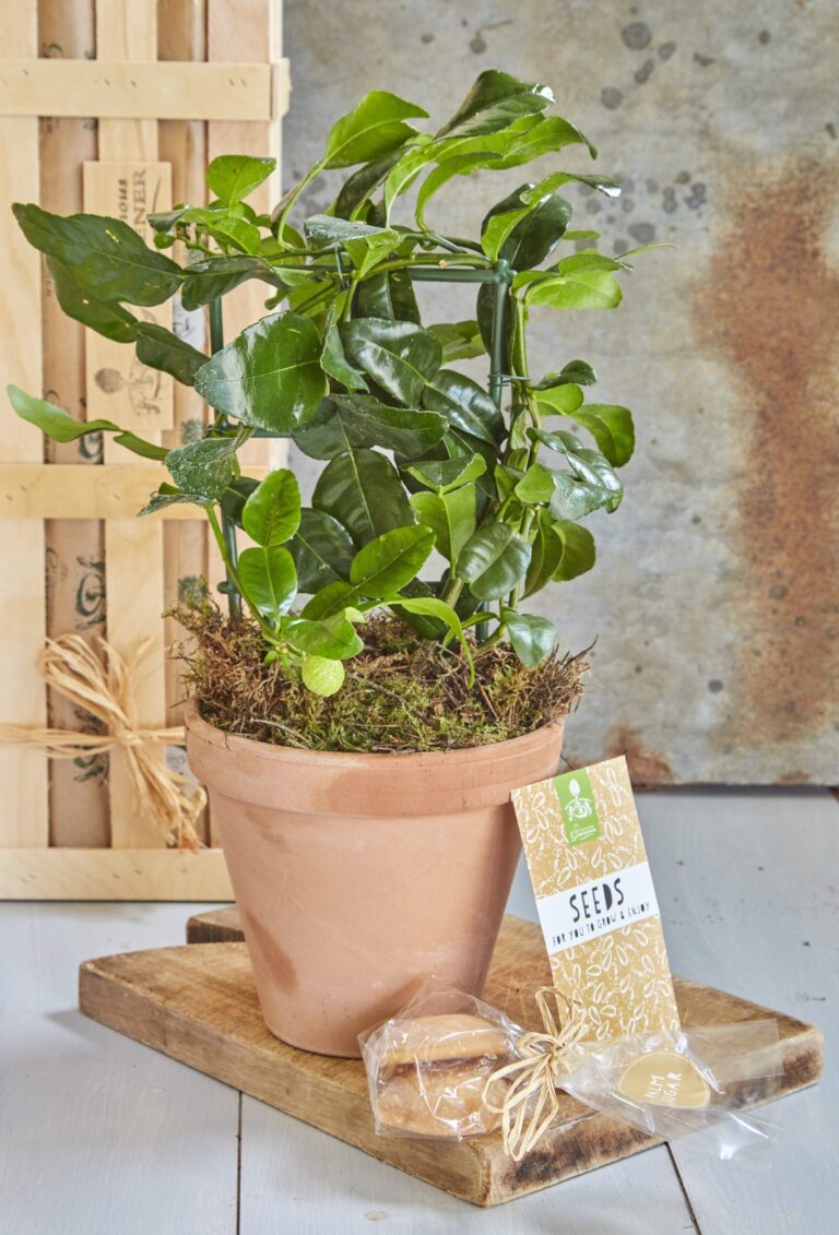 The Thai Chef's plant potted with seeds and ingredients.
