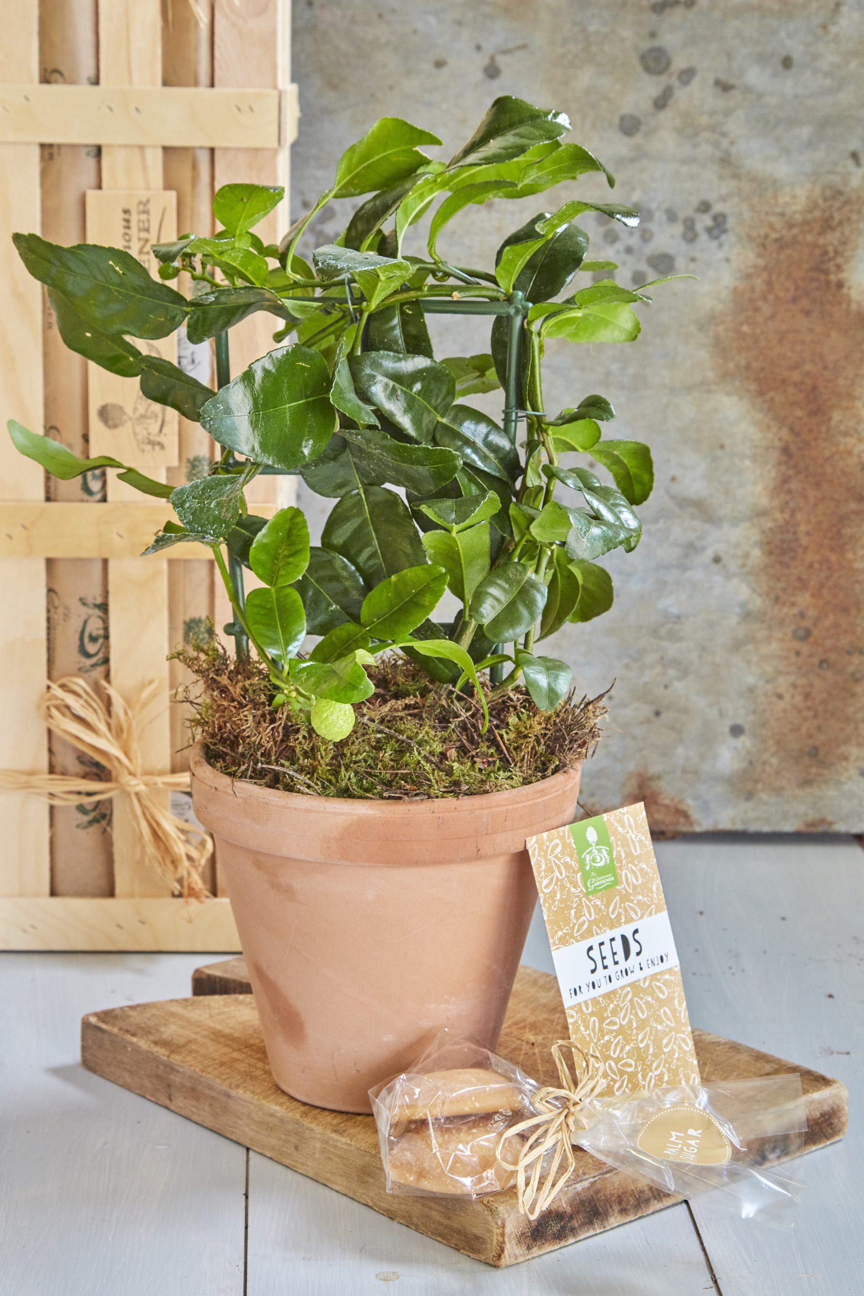 The Thai Chef's plant potted with seeds and ingredients.