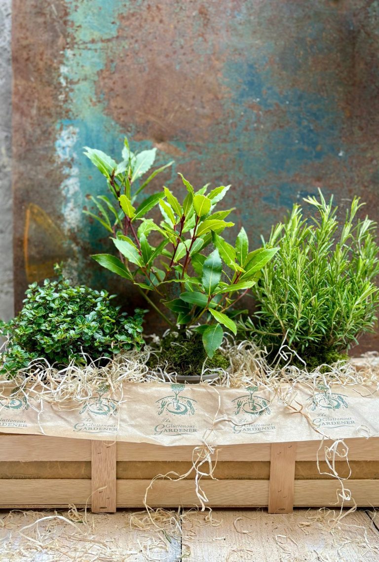 Level up your Christmas gifting with our Christmas Herbs Garden Crate, featuring ready-to-plant rosemary, bay, and thyme plants. Free delivery. Order now!