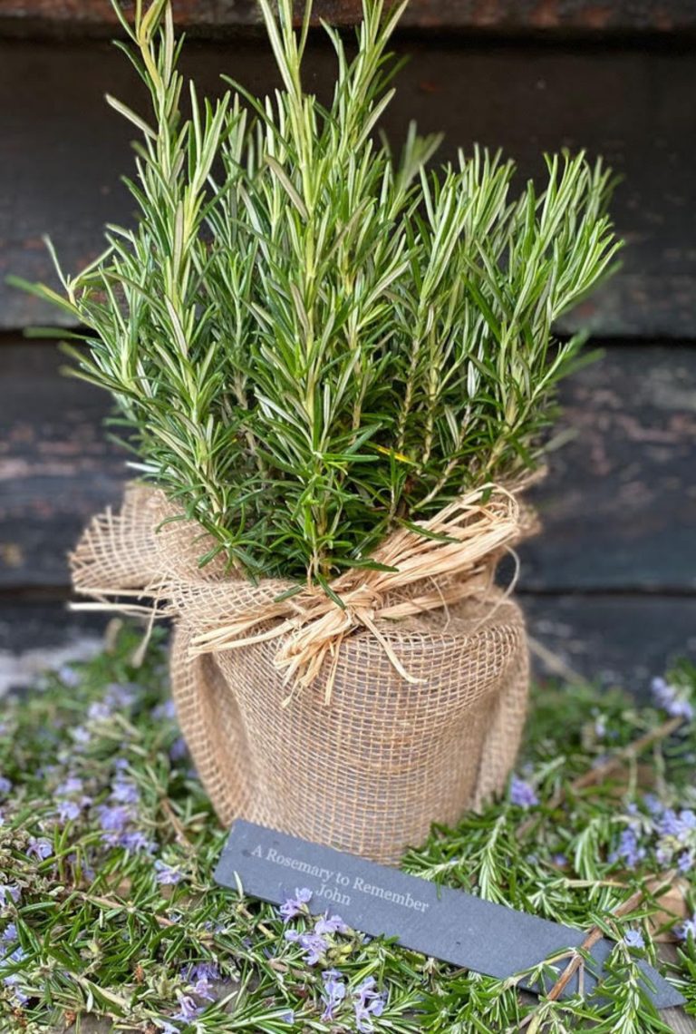 A potted Rosemary plant on a bed of purple flowering rosemary with pot wrapped in burlap and twine.