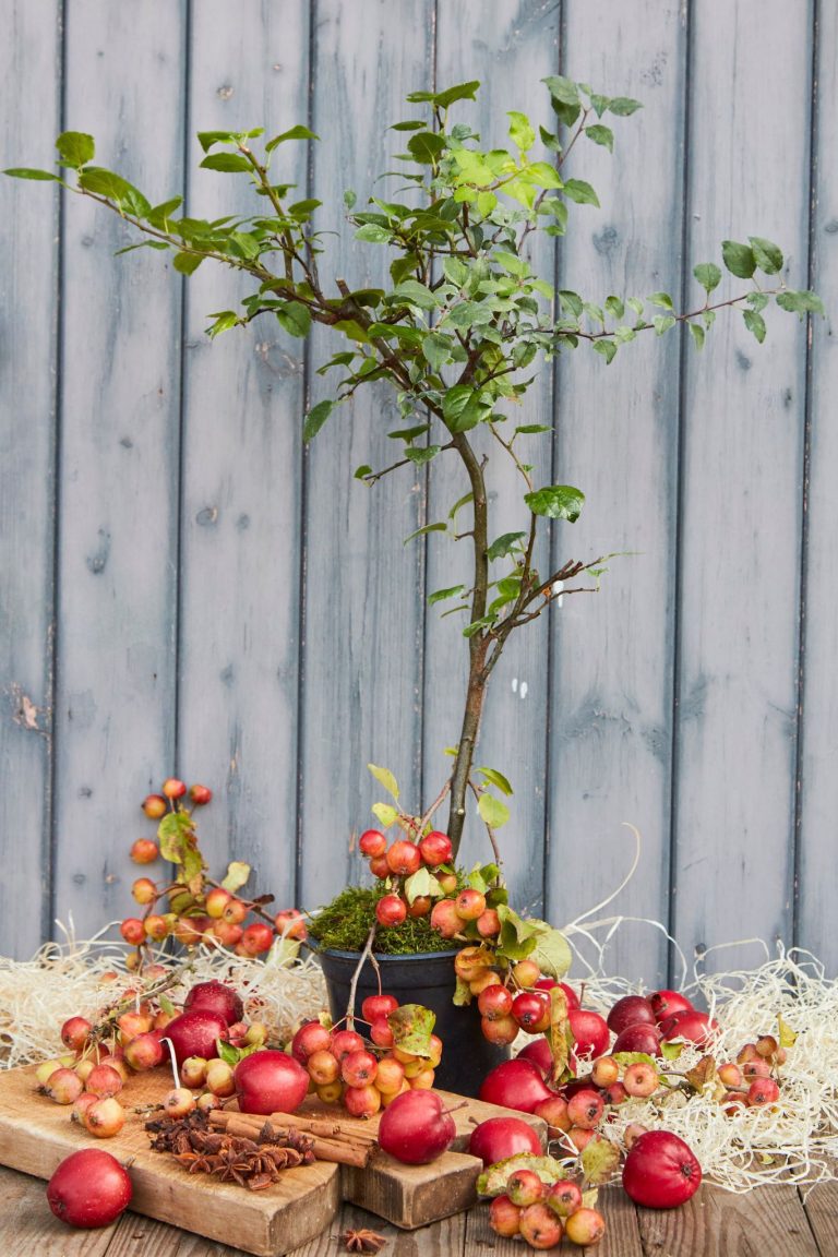 Potted Crab Apple tree with star anise, cinnamon sticks and multiple red crab apples surrounding the pot.