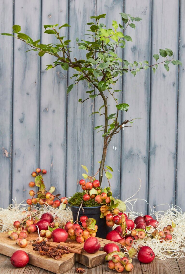 Potted Crab Apple tree with star anise, cinnamon sticks and multiple red crab apples surrounding the pot.