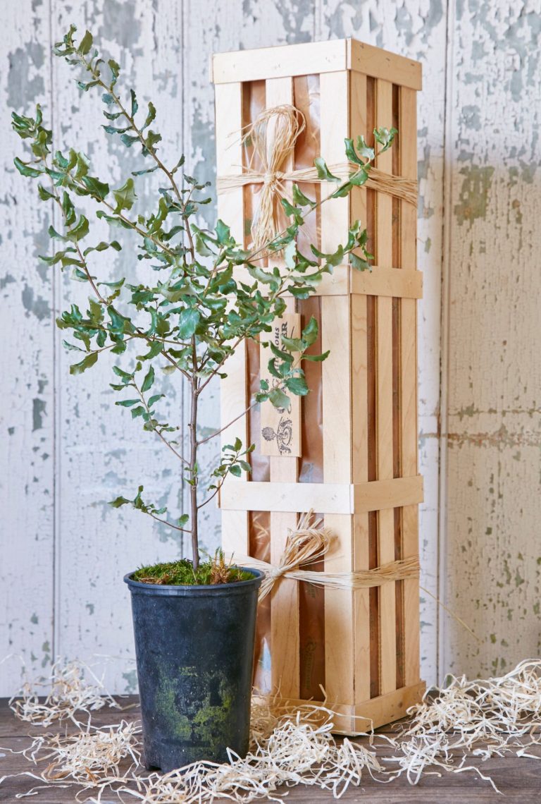 Potted Oak Tree standing next to wooden crate.