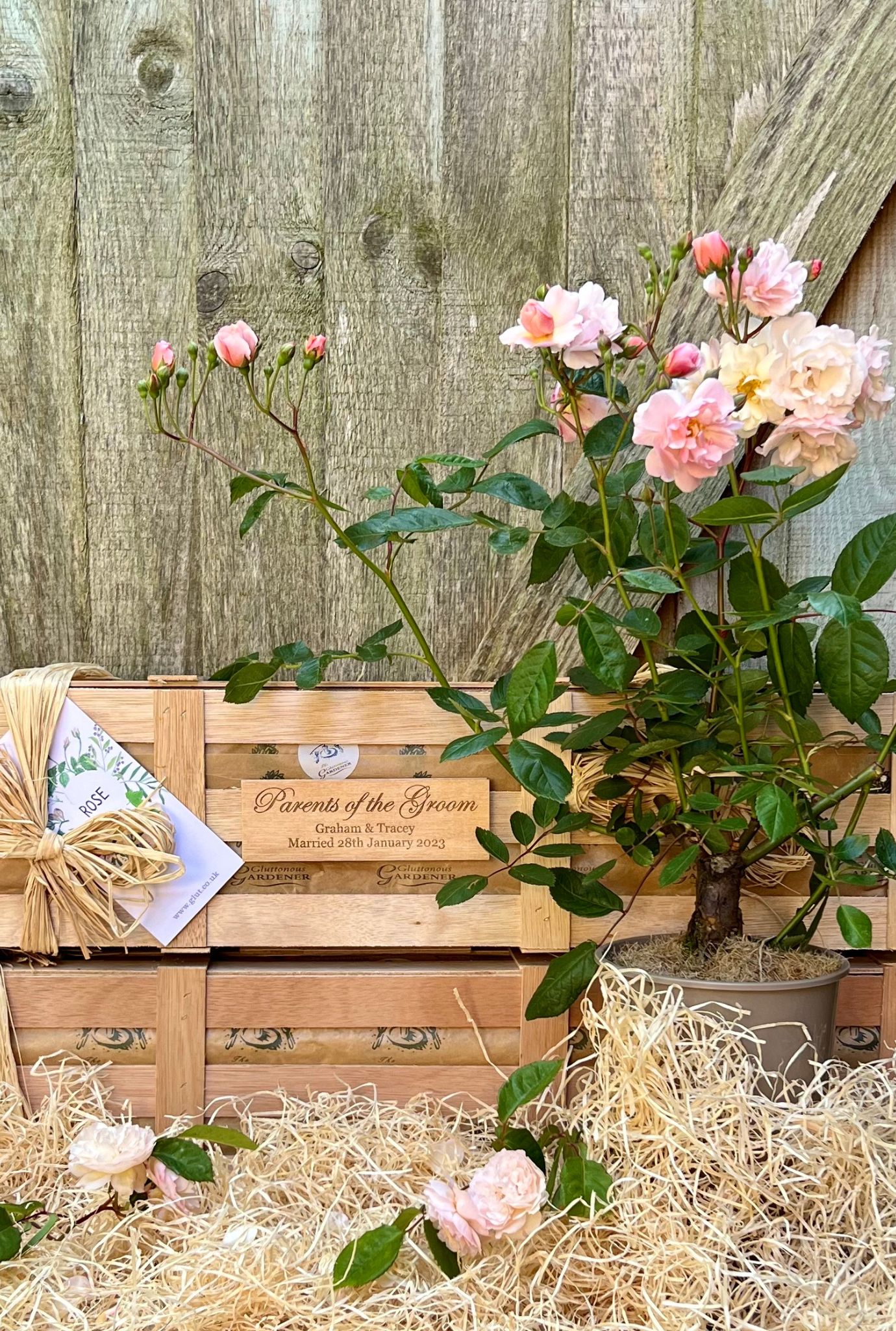 Personalised Parents of the Groom wooden plaque on crate with a potted rose bush.