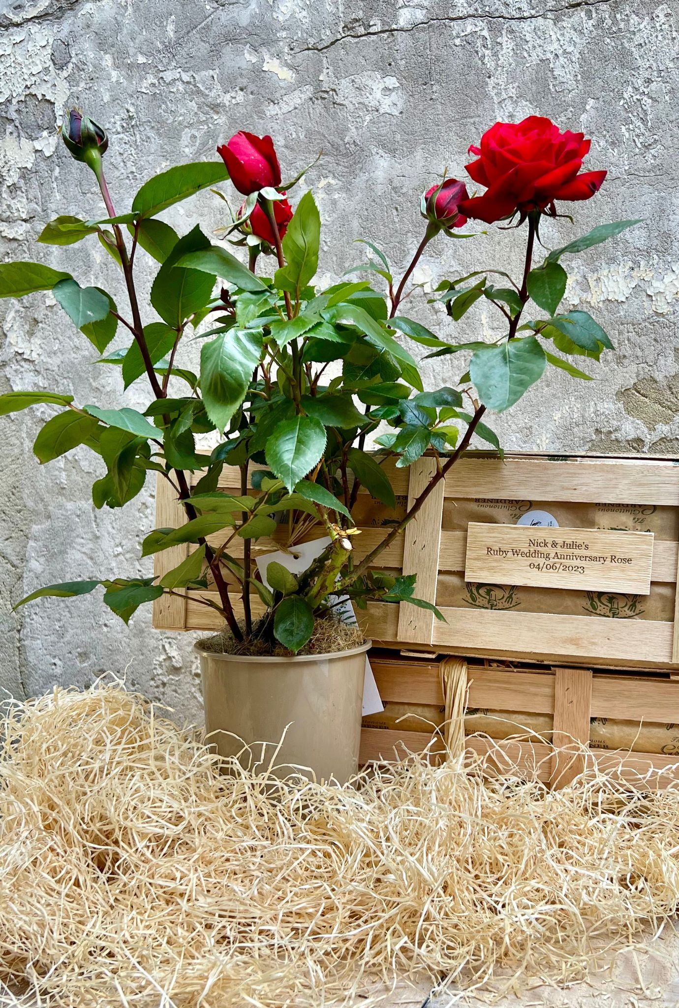 Potted Rose bush with a few blossoming red roses. Wooden crates in the background.