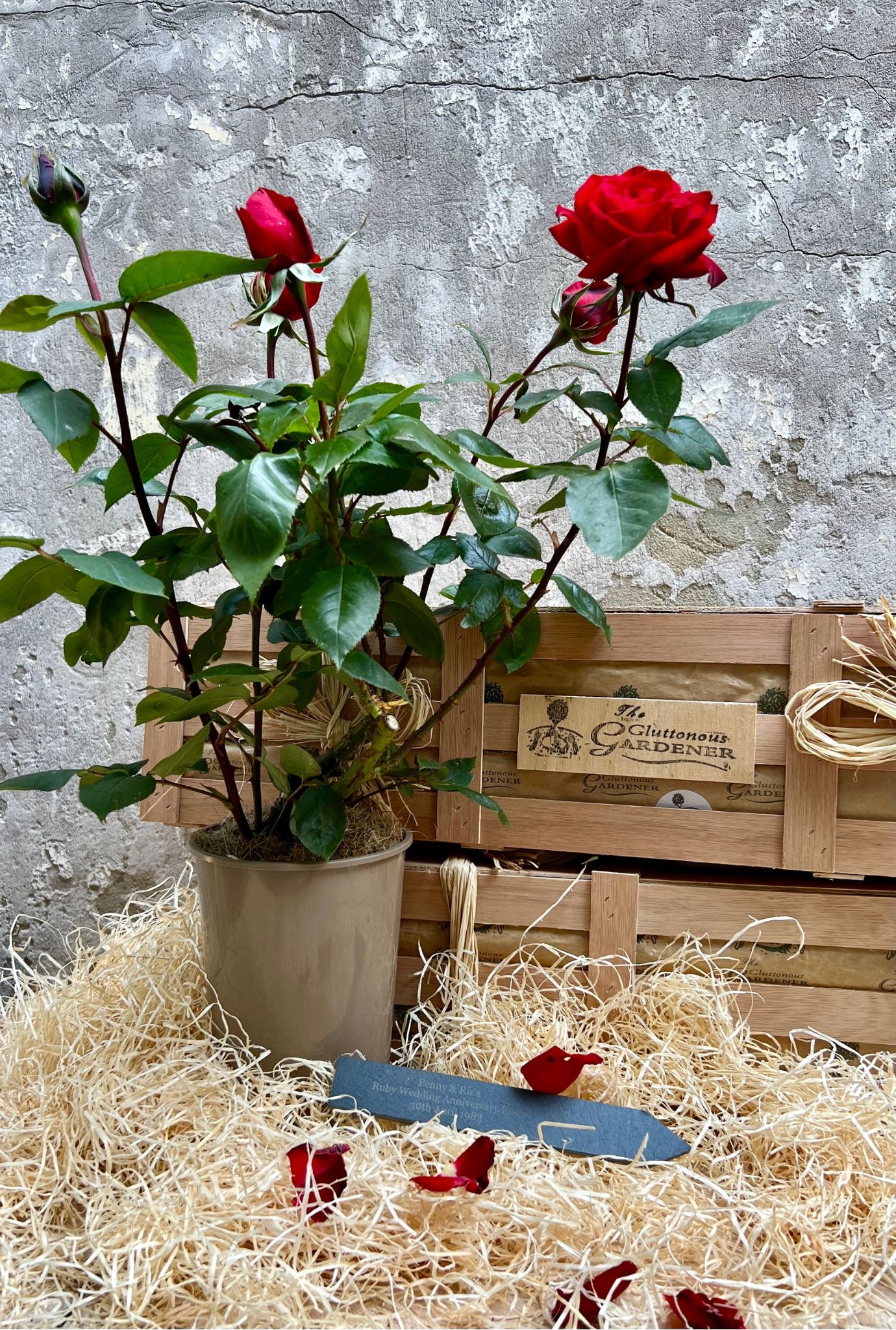 Potted Rose bush with blossoming red roses placed with engraved slate and wooden crates.