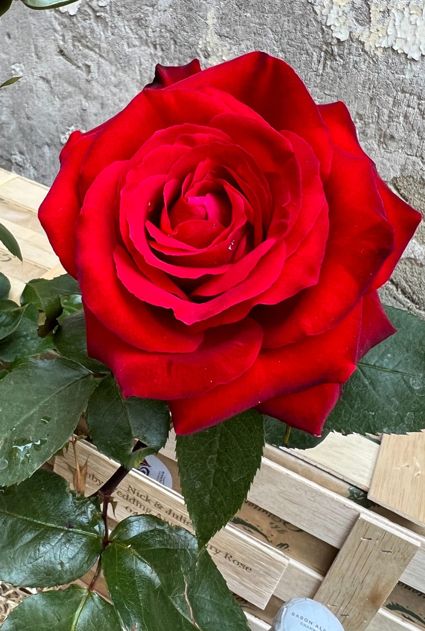 Large vibrant red rose with leaves and wooden crate in the background.