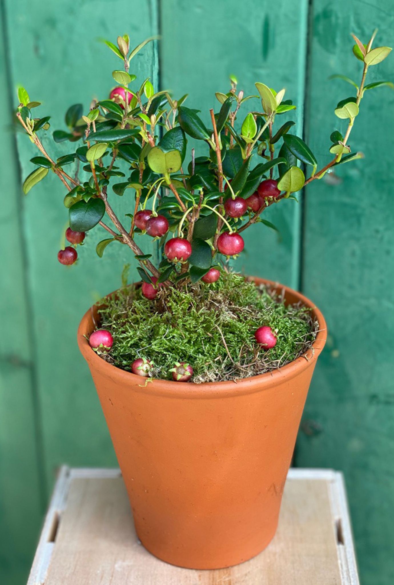 The Strawberry Guava plant with pink fruit in a terracotta pot.