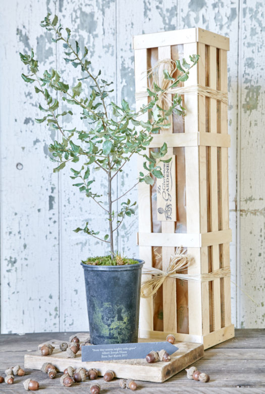 A tiny acorn tree in a plastic pot standing on a wooden board with a slim personalised engraved slate stake and tiny acorns spread around, next to a wooden gift crate.