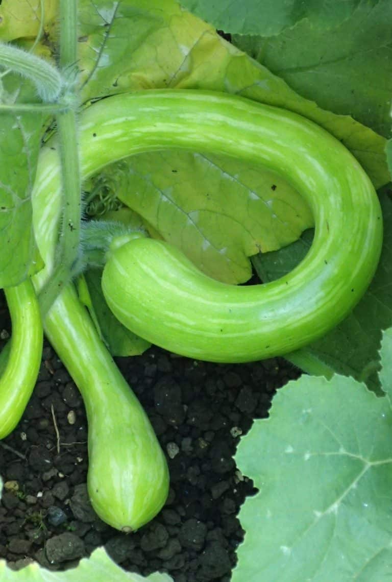 Curly green Tromboncino squash growing on the stem in soil.