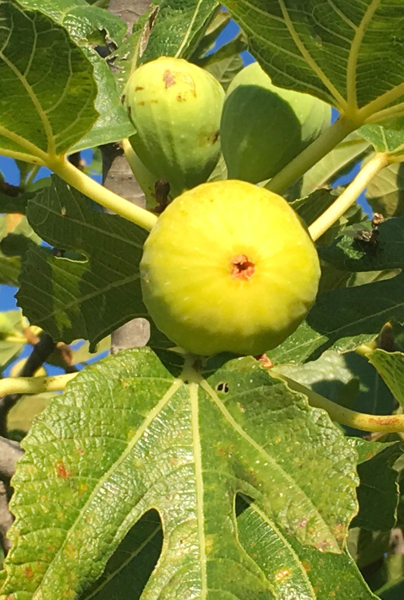 A few unripe Figs growing outside in the sunshine on a green stem surrounded by leaves.