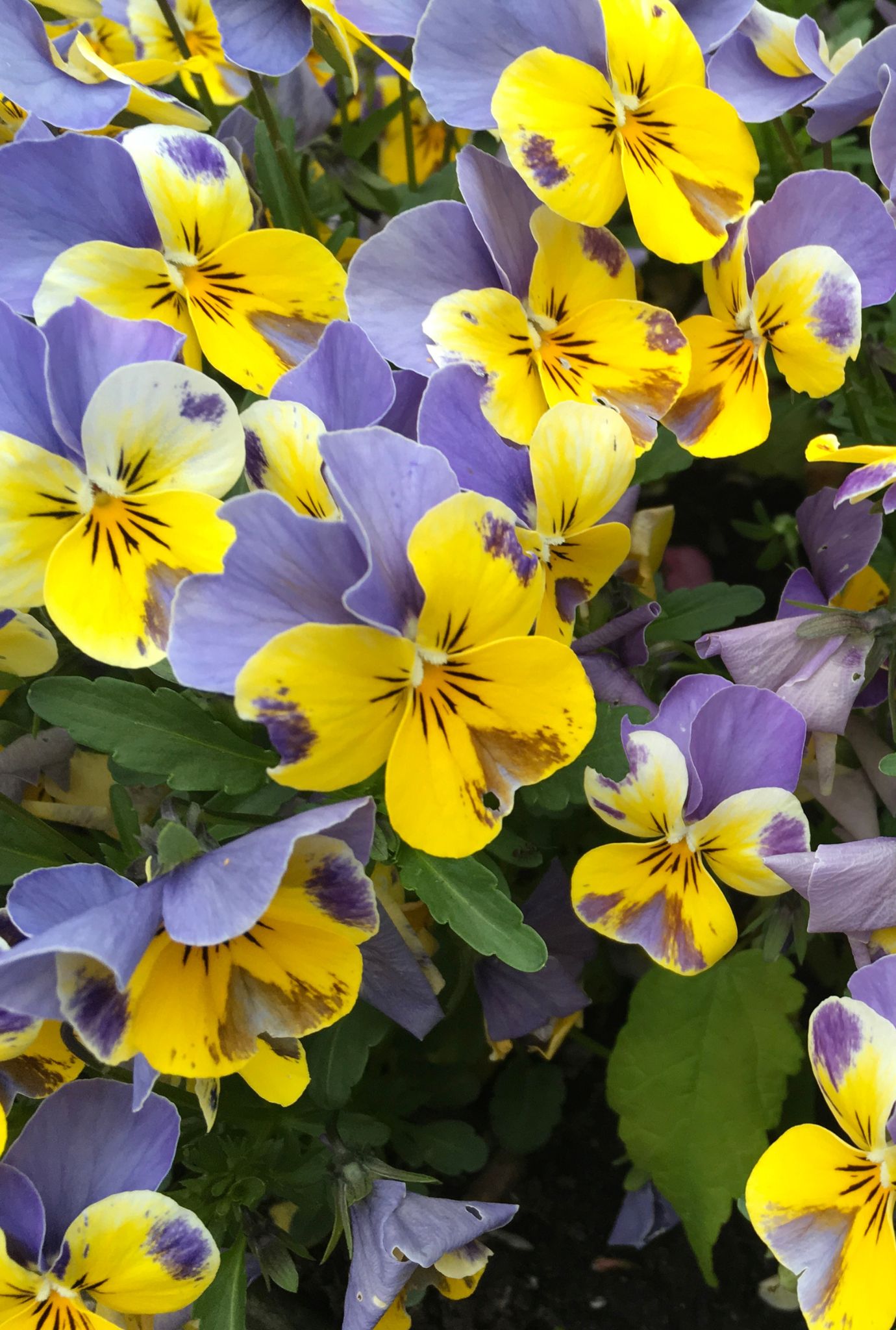 Vibrant purple and yellow Viola flowers growing outside.