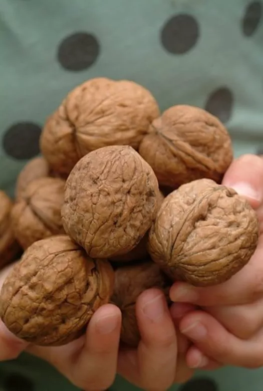 Close up two children's hands holding a hand full of large brown walnuts.