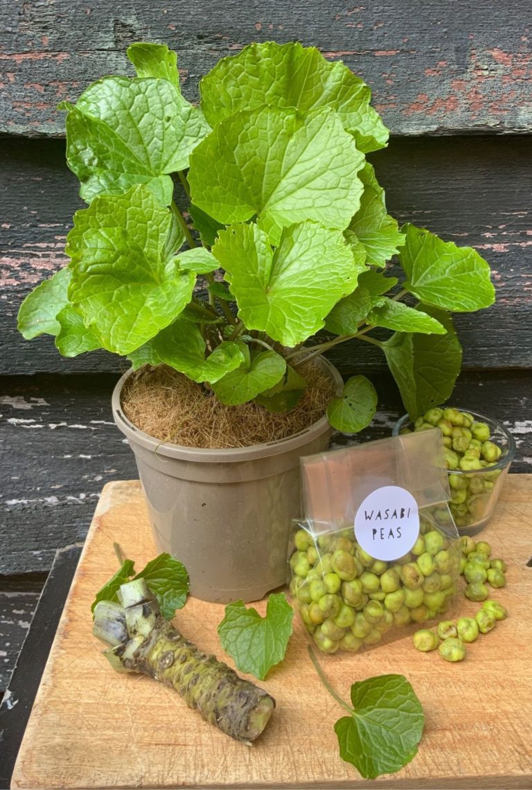 Potted Wasabi plant with a wrapped bag of Wasabi Peas, a jar of Wasabi peas and a Wasabi plant stem and leaf on butcher's block. Black wooden shed in the background.