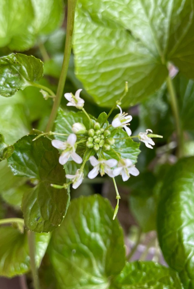 Close up of small white Wasabi flowers growing amongst leaves.