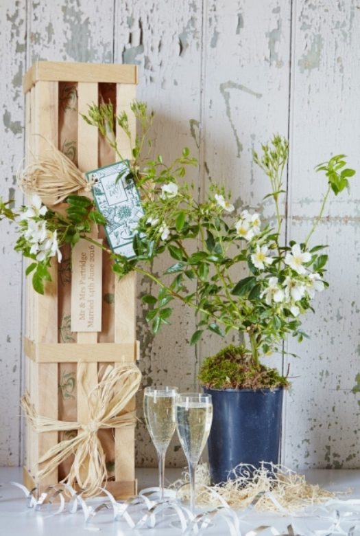 A Rambling rose bush in a plastic pot with white flowers nestled in wood wool next to two filled prosecco glasses and a wooden gift crate.