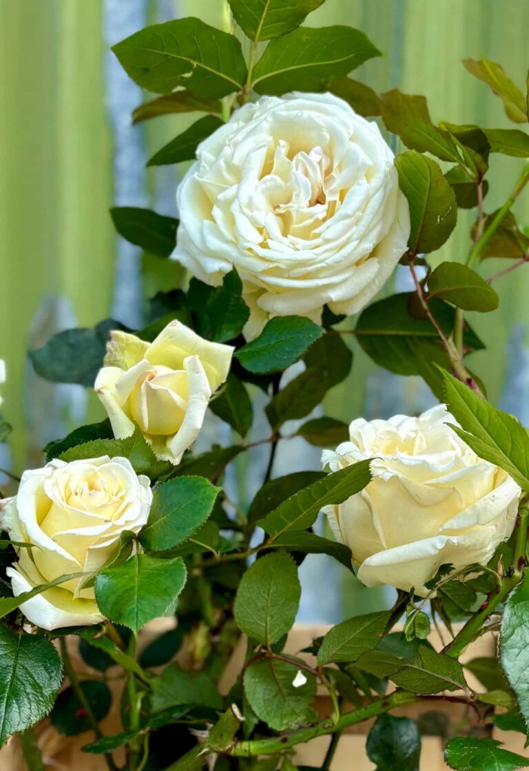 White rose plant with gorgeous white blossoms