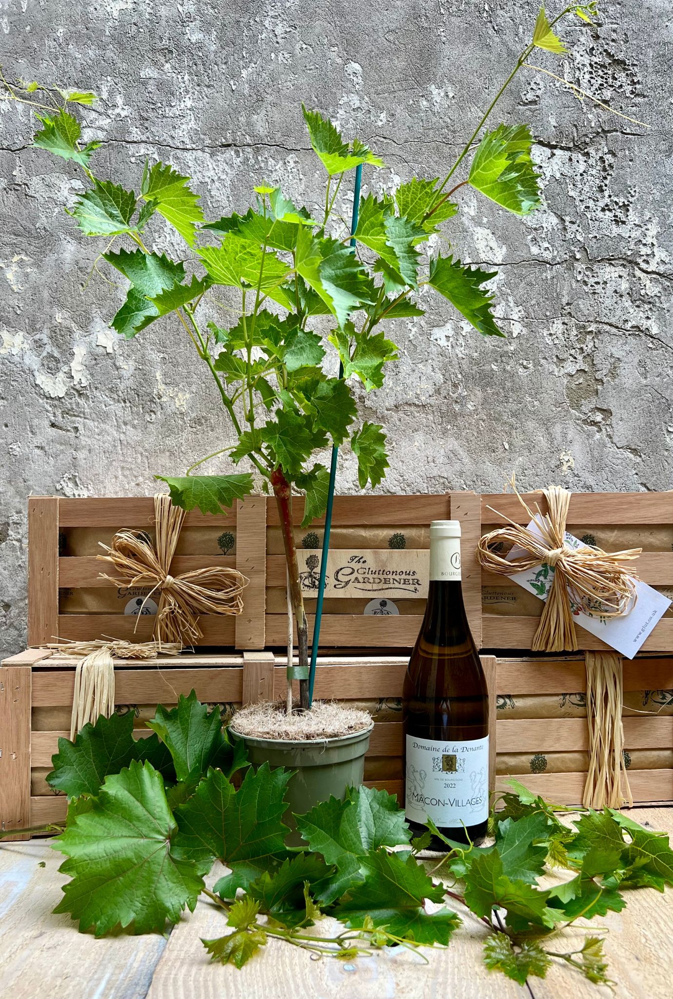 Potted Vine plant with bottle of white wine in front of wooden crates.