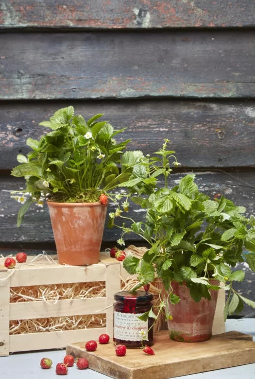 Two wild strawberry plants in terracotta pots, one placed on a wooden gift crate, the other placed on a wooden board together with a jar of strawberry jam and a few fresh red strawberries spread around the pots.