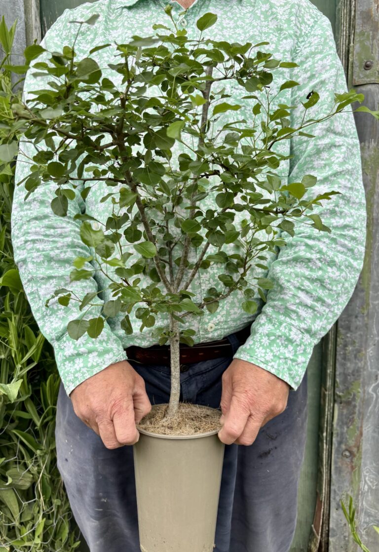 Grow a wild pear tree for wildlife and a fruitful harvest! Enjoy blossoms, bees, and pears. Includes a healthy tree and pear & cardamom chutney.